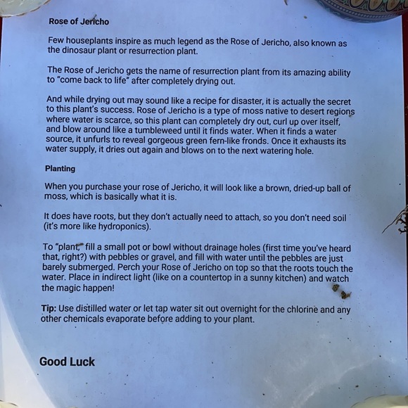 Rose of  Jericho house plant resurrection plant - Picture 4 of 6